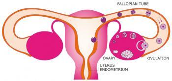 female-reproductive-system.jpg